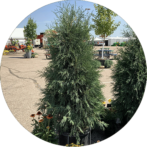 Techny Arborvitae tree.